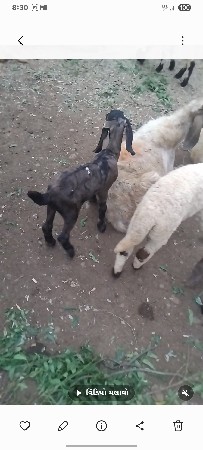 bokda