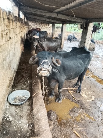 5.  પાસ ભેસુ વેચવાની છે