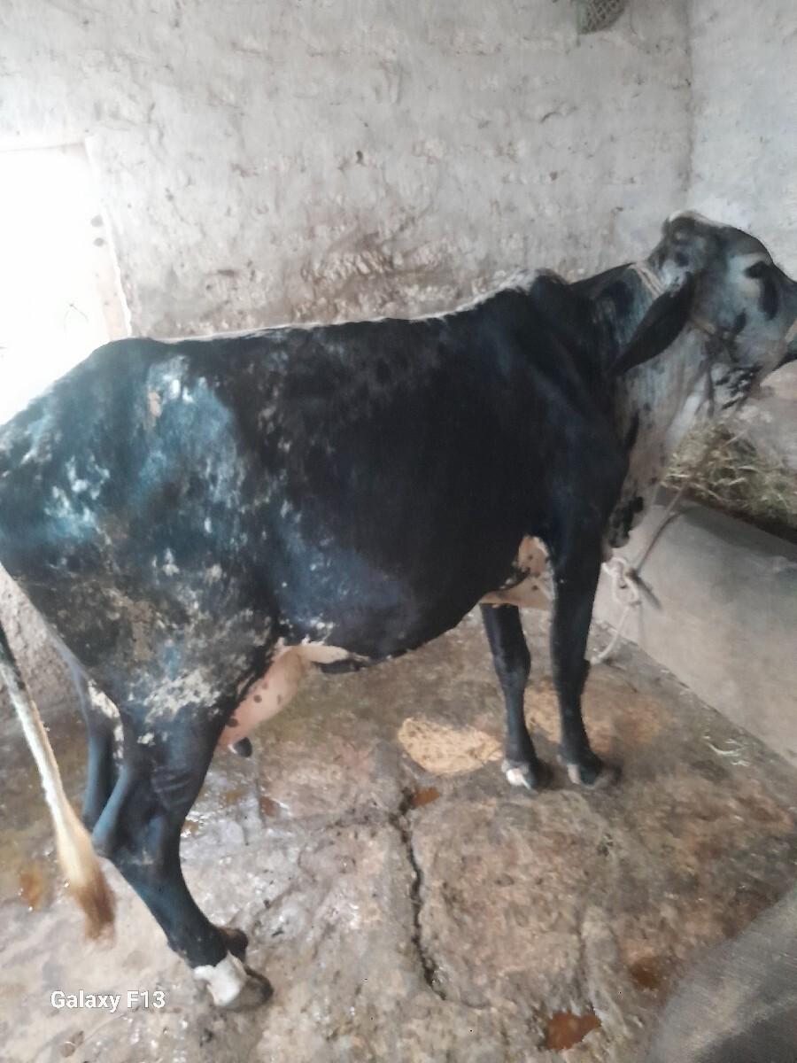 ગાય  એ ચેફ  કોચ