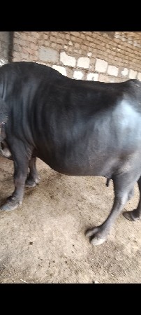 ભેંસ વેચવાની છે
