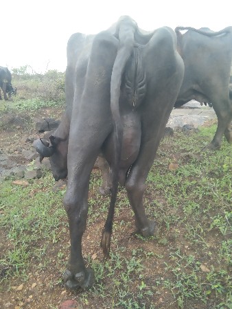 ભેંસ વેચવાની છે