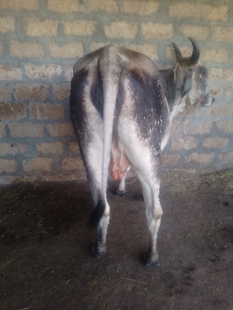 ધોરી ગાય વેચવાની છે