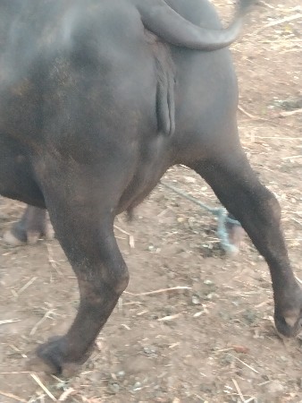 બીજું વેતર વ્યાસે