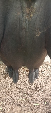 બીજું વેતર