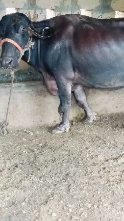 ભેંસ વેચવાની છે