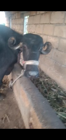 ભેસ વેસવાનીછે છે