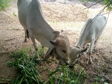 બળદ વેચવાના છે