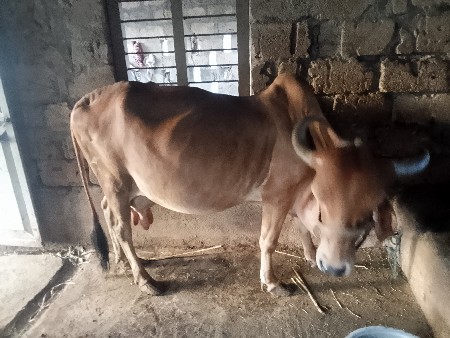 ગાય વેચવાની છે