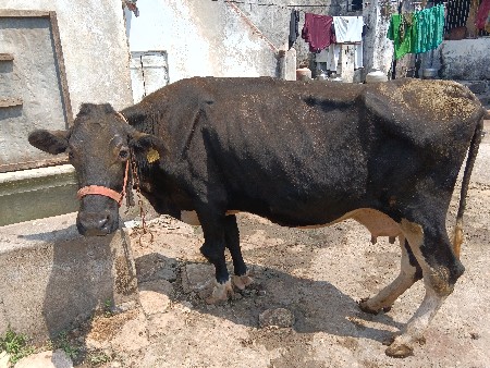 S F ગાય વેતર 4