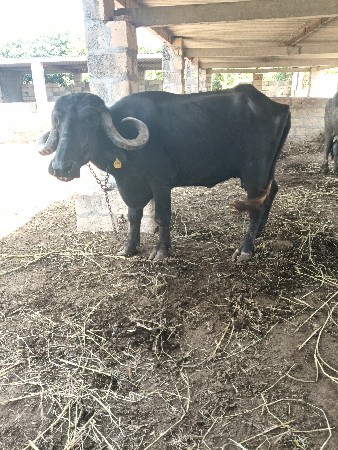 વેચવાની છે