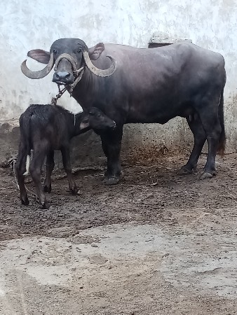 બે ભેશુ વેચવાની છે