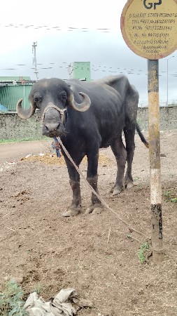 ટોપ ખડાય વેચવાની છે