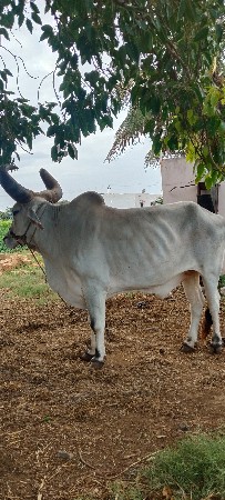 બળદ