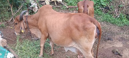 ગાય વેસવાની સે.