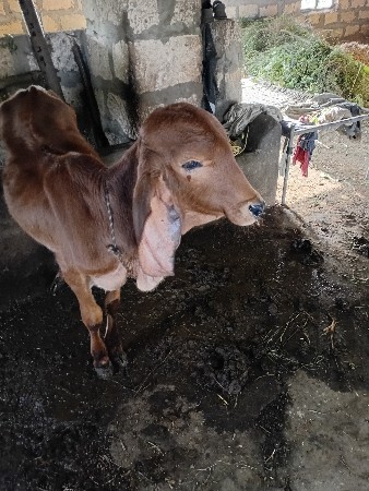 Vashadi Devani se