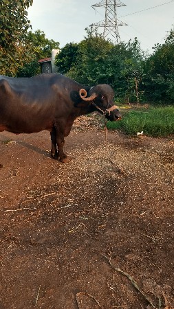 3 જુ વેતર