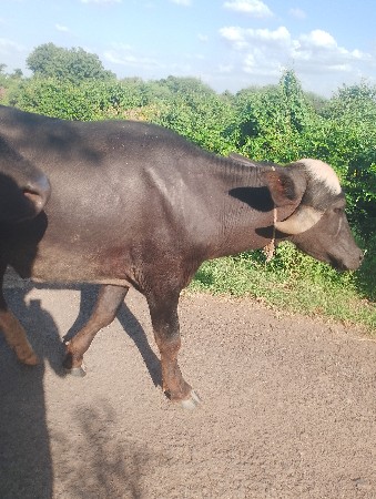જાફરાબાદી પાડો