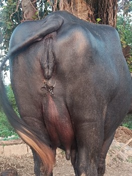 ભેંસ વેચવાની છે