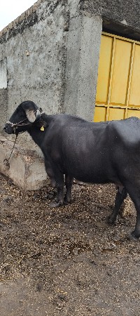 ભેસ વેચવાની છે.