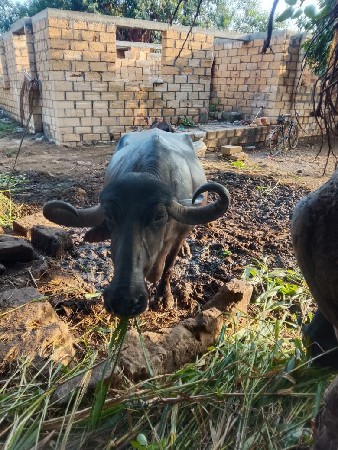 ભેંસ વેચવાની છે