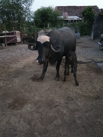 2 વેતર નીચે પાડી