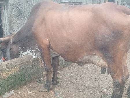 3 વેતર ની ગાય ગીર 
ક્રોસ