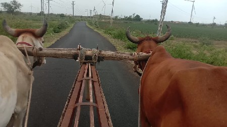 ગોઢલા વેચવાના છે