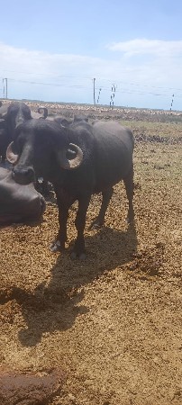 આ પડો વેચવાનો છે