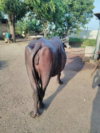 ભેંસ વેચવાની છે.
