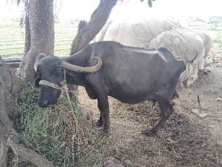 ભેંસ.વેચવાની.છે