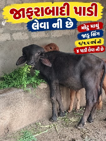 ફોટો માં છે એવી પાડી લેવી છે