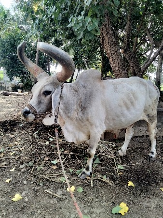 બળદ