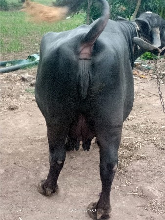 વેચવાની છે