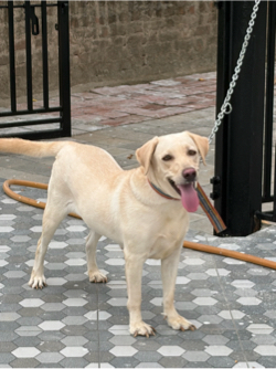 Labrador femal