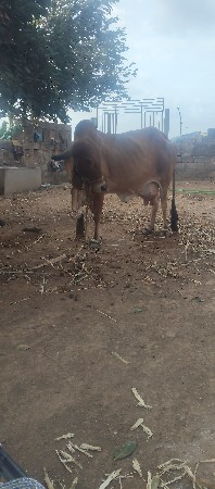 ગાય વેચવાની છે