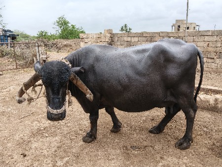 ભેંસ વેચવાની છે
