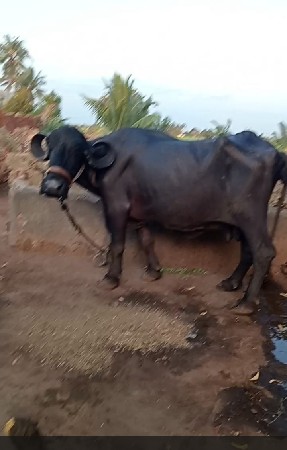 ભેંસ