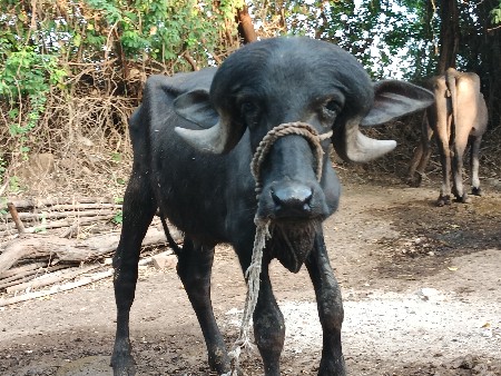 જાફરાબાદી પાડો વેચવાનો છે