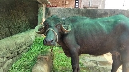 ભેસ વેચવાની છે...