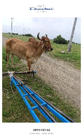 ઞોધલો વેચવા નો છે એક