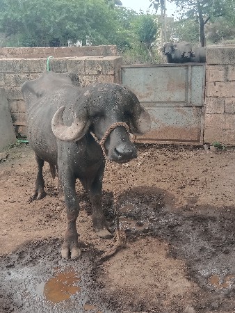પાડો