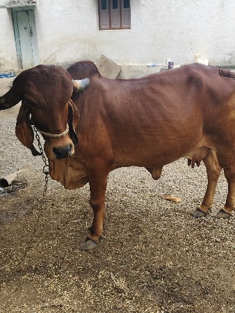 ગીર ગાય વેસવાની છે