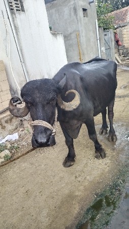 ભેંસ (ખડેલી) વેચવાની છે