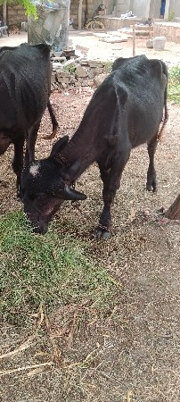 જાફરી પાડી વેચવાની છે