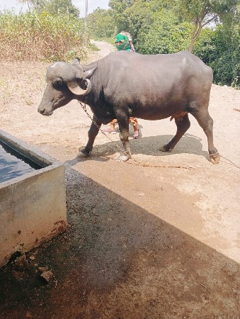 ભેંશ વેચવાની છે