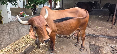 ગીર ગાય 🐮 સાટું કરવા નું છે