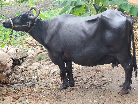 આ ભેંસ વેચવાની છે