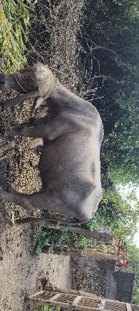 ભેંસ વેચવાની છે.