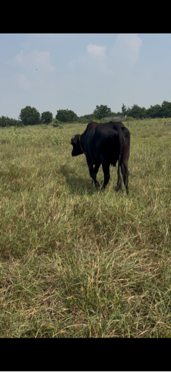 2 cow mix breed