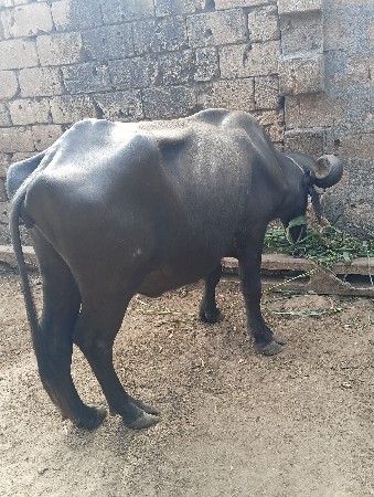 ખડેલી